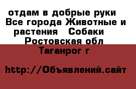 отдам в добрые руки - Все города Животные и растения » Собаки   . Ростовская обл.,Таганрог г.